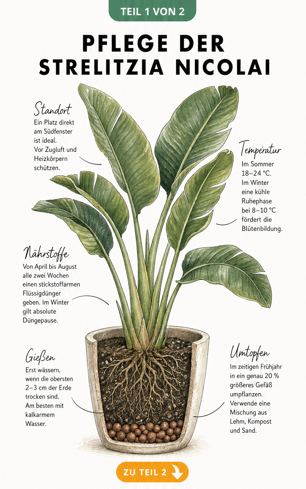 Botanische Illustration der Strelitzia nicolai mit Hinweisen zu Standort, Temperatur, Gießen und Düngen