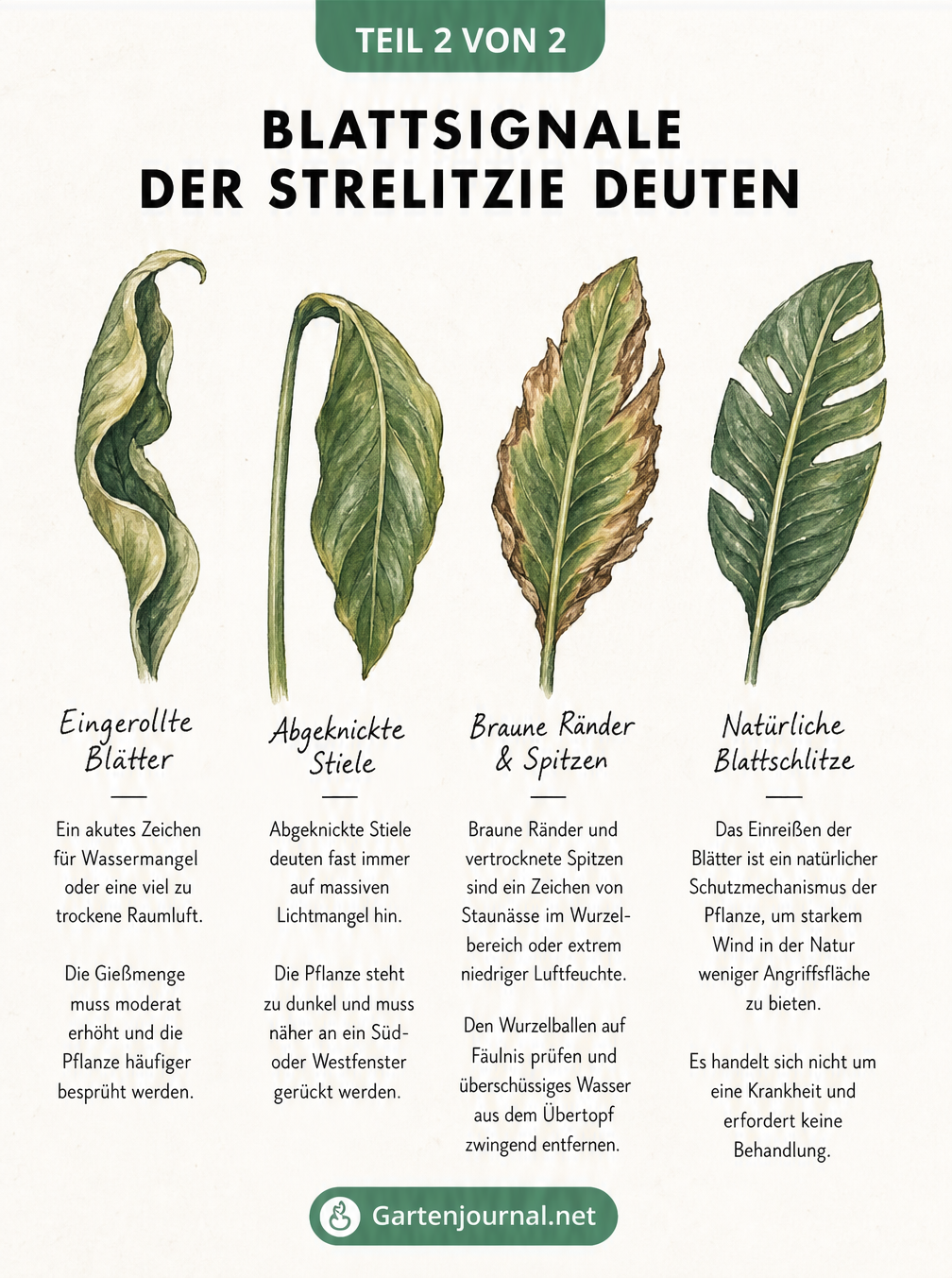 Aquarell-Zeichnung von vier Strelitzien-Blättern mit Schadbildern wie eingerollten Rändern, abgeknickten Stielen, braunen Spitzen und natürlichen Schlitzen...