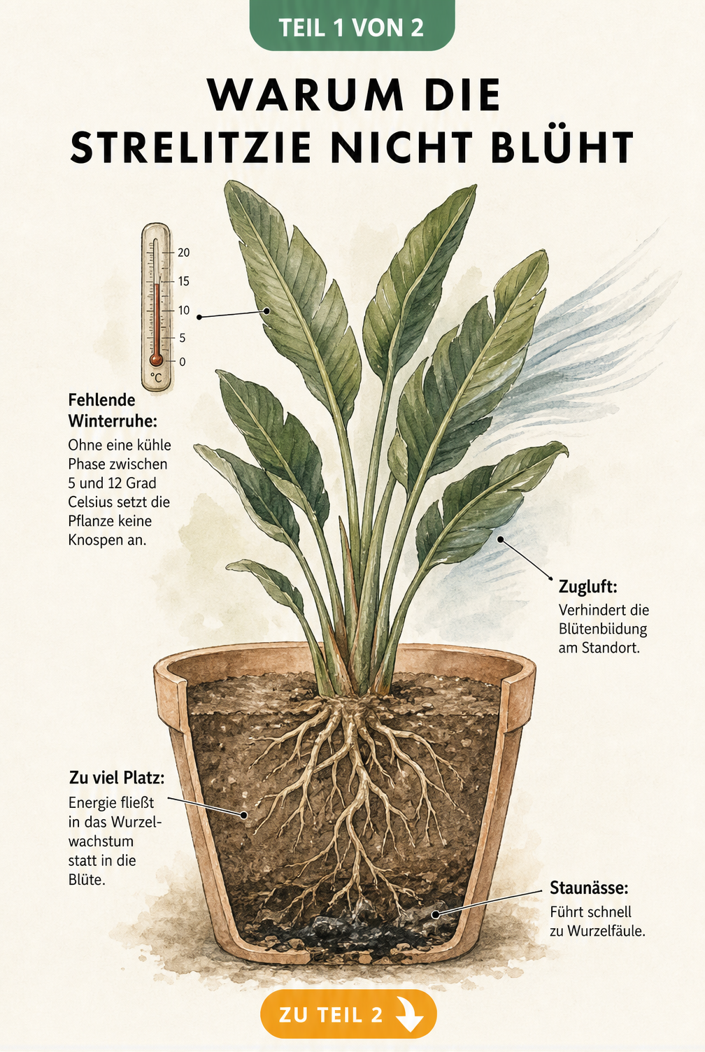 Botanische Schnittzeichnung einer Strelitzie im Topf, die Ursachen für fehlende Blüten wie zu viel Platz, Staunässe, Zugluft und fehlende Winterruhe zeigt.