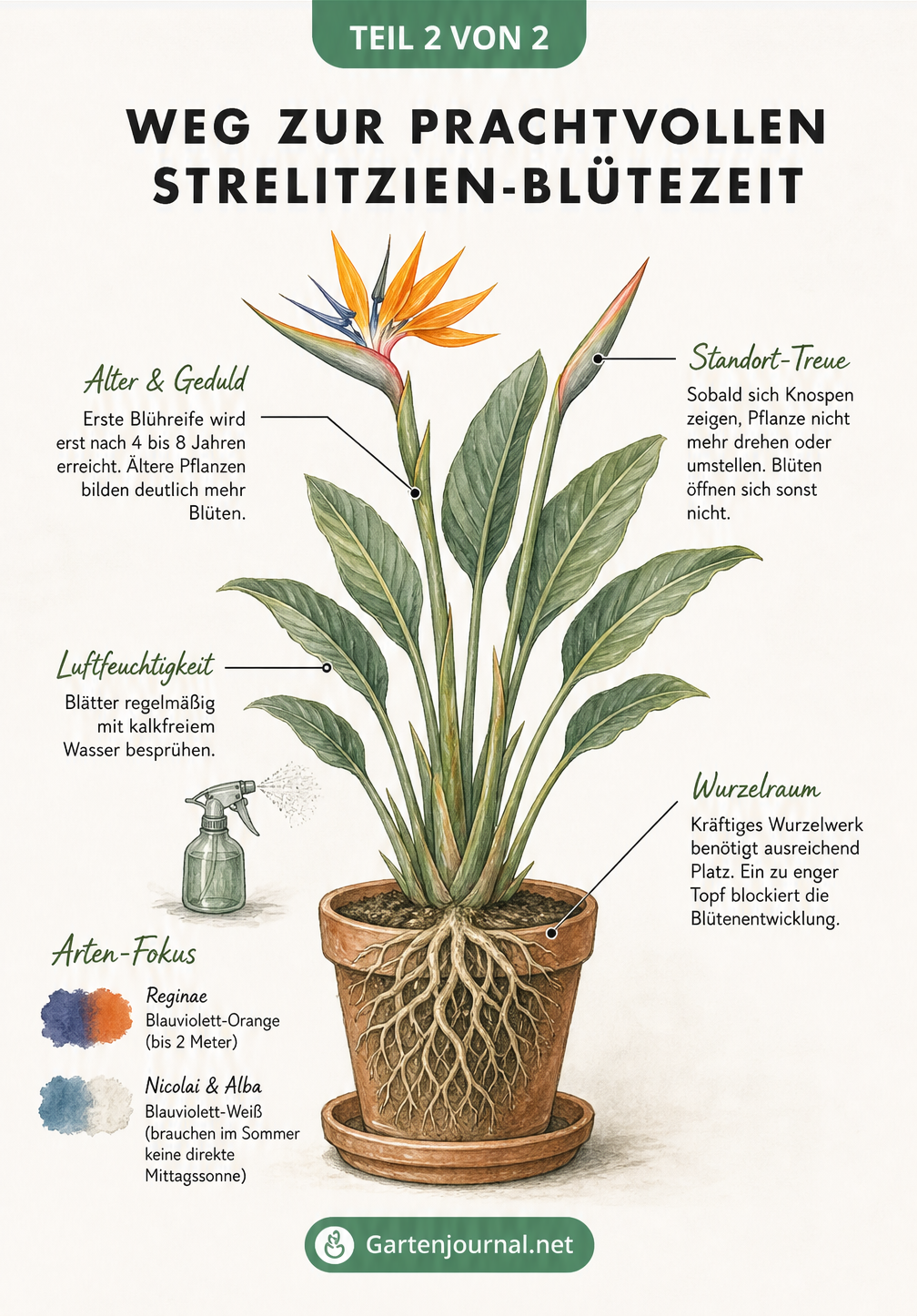 Botanische Illustration einer Strelitzie mit Tipps zu Alter, Standort und Wurzelraum für eine prachtvolle Blüte