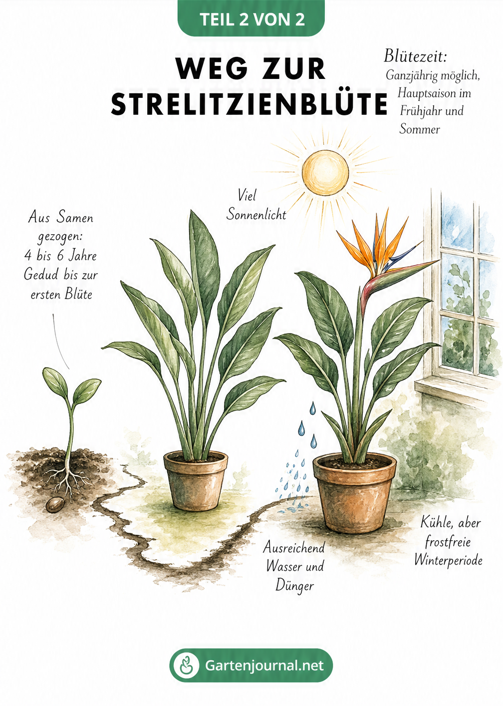 Illustration zum Weg der Strelitzienblüte von der Aussaat bis zur Blüte mit Pflegebedingungen