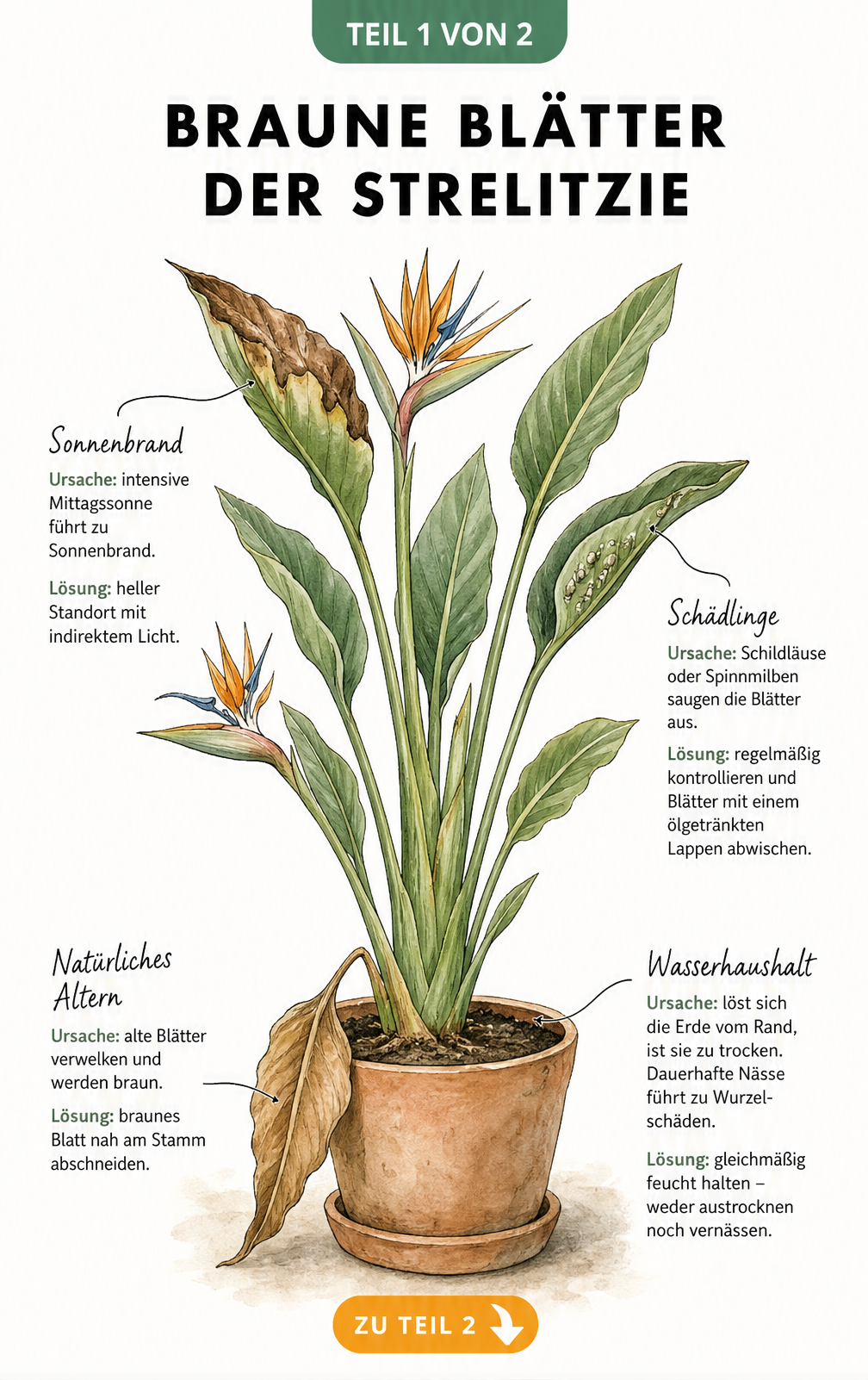 Botanische Illustration einer Strelitzie mit braunen Blättern, die Ursachen wie Sonnenbrand, Schädlinge, Alterung und falschen Wasserhaushalt zeigt.