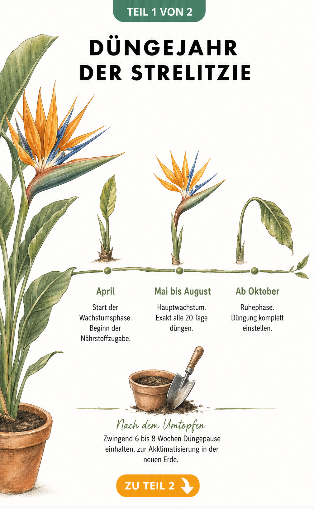Zeitstrahl zum Düngejahr der Strelitzie mit Phasen für Frühjahr, Sommer und Herbst