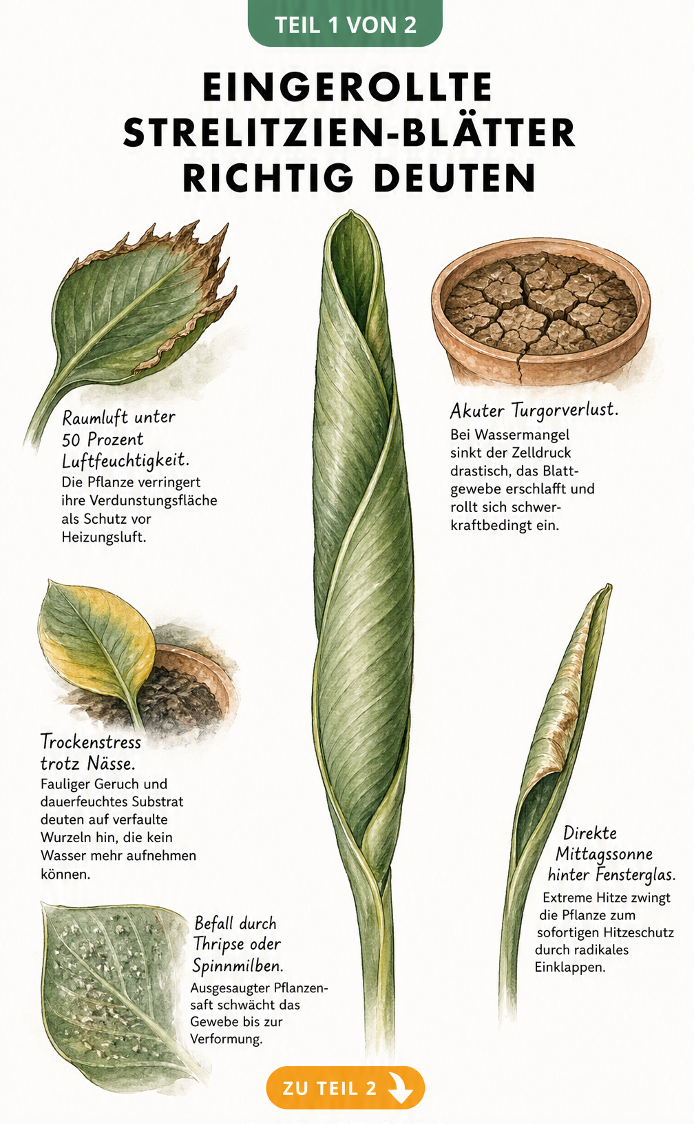 Illustration eines eingerollten Strelitzien-Blattes mit Detailzeichnungen zu Ursachen wie Wassermangel, Sonnenbrand und Schädlingen