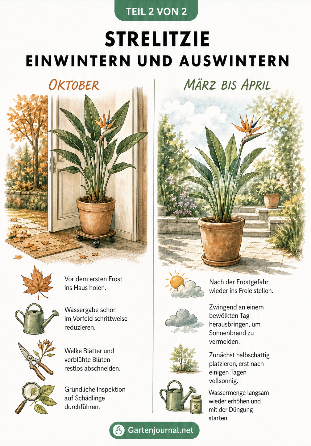 Geteilte Illustration einer Strelitzie beim Einwintern im Herbst und Auswintern im Frühling