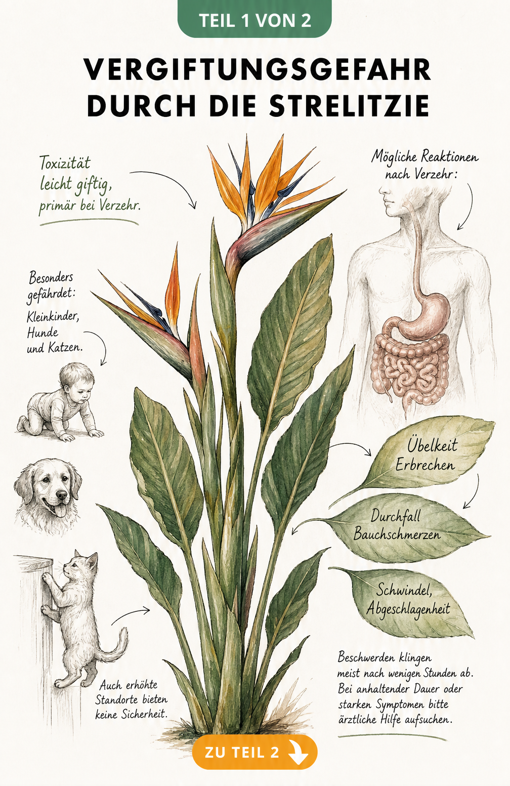 Botanische Illustration einer Strelitzie mit Hinweisen zu Vergiftungssymptomen wie Übelkeit und Bauchschmerzen bei Mensch und Tier
