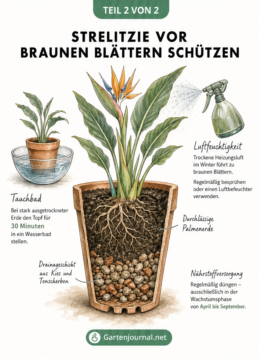 Skizze zur Pflege der Strelitzie, die Drainage im Topf, ein Tauchbad bei trockener Erde und das Besprühen der Blätter gegen trockene Heizungsluft zeigt.