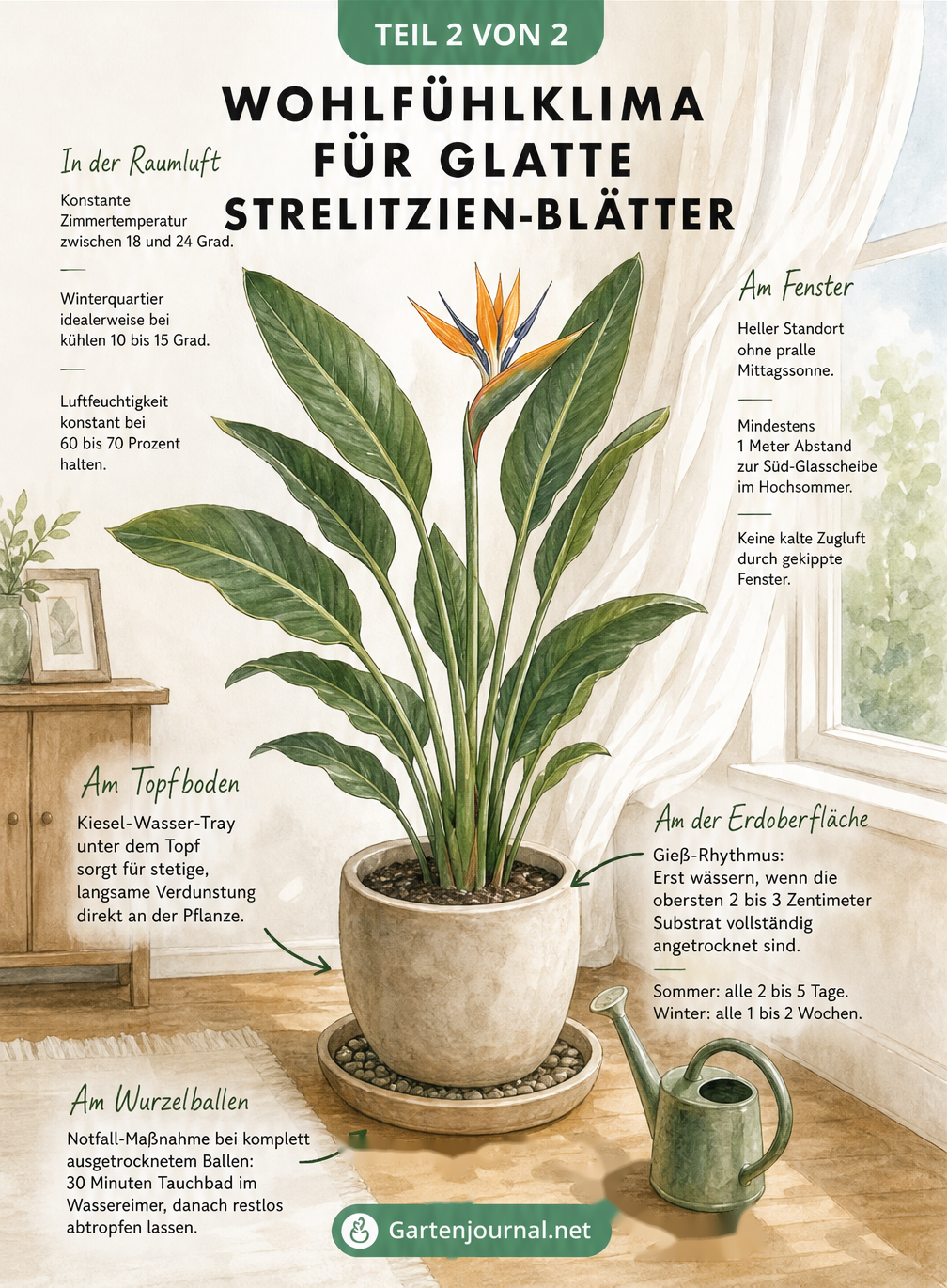 Aquarell-Illustration einer gesunden Strelitzie im Raum mit Hinweisen zu Temperatur, Licht, Luftfeuchtigkeit und Gießverhalten