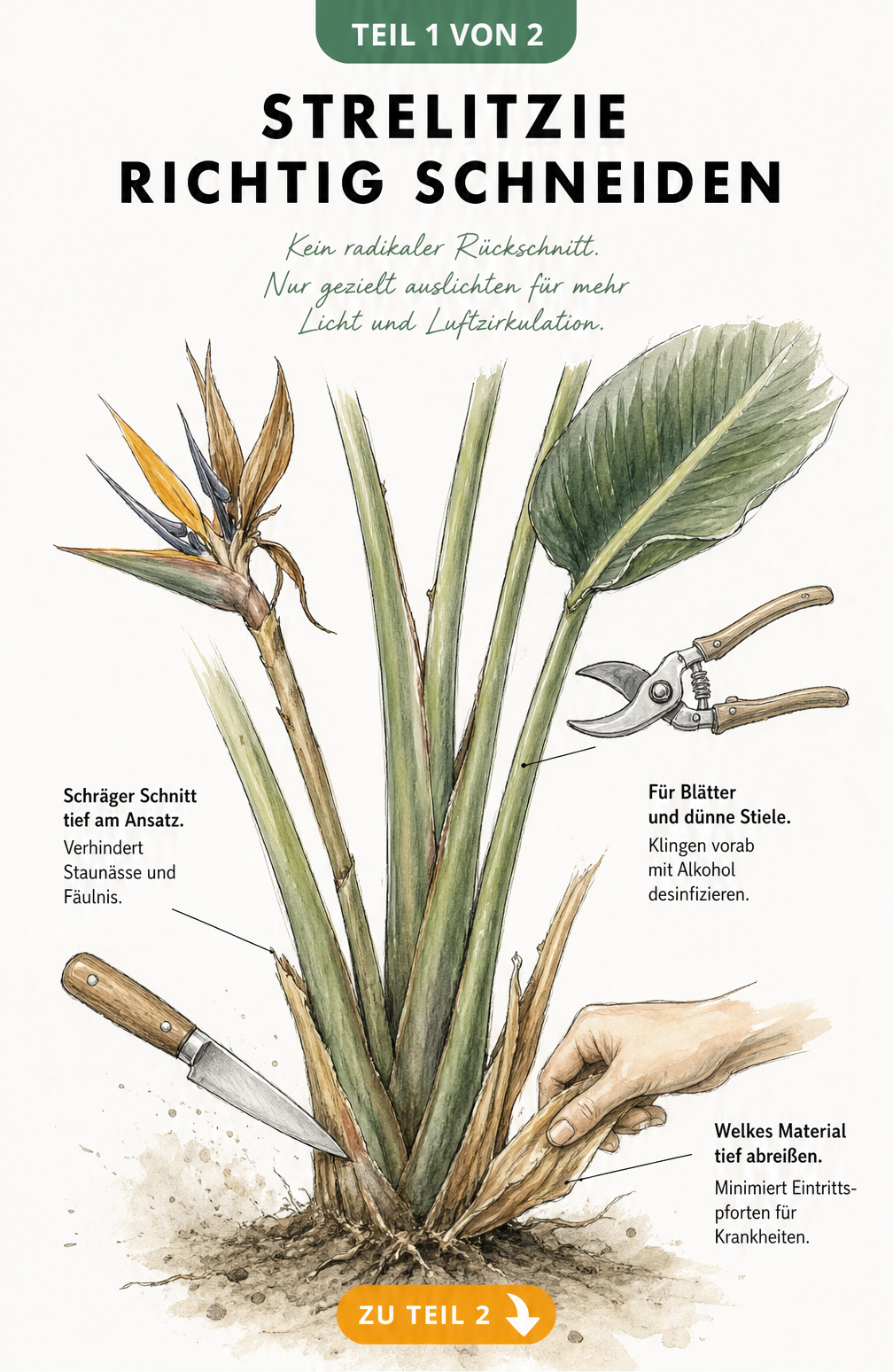 Botanische Illustration einer Strelitzie, die zeigt, wie man mit Messer und Schere welke Blätter und Stiele richtig schneidet.
