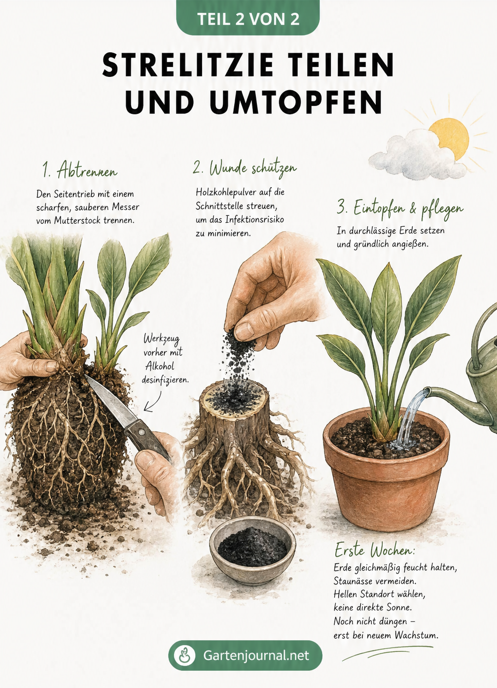 Illustration der drei Schritte beim Teilen einer Strelitzie: Schnitt des Wurzelballens, Auftragen von Holzkohlepulver und Einpflanzen mit Pflegehinweisen.