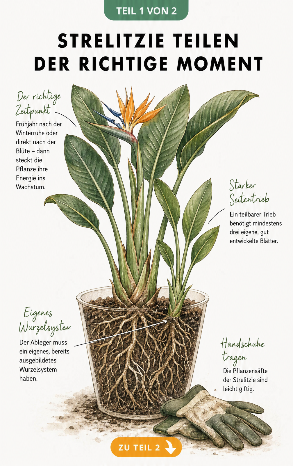 Botanische Illustration einer Strelitzie im Querschnitt mit Wurzelwerk, Seitentrieb und Hinweisen zum idealen Zeitpunkt für die Teilung.