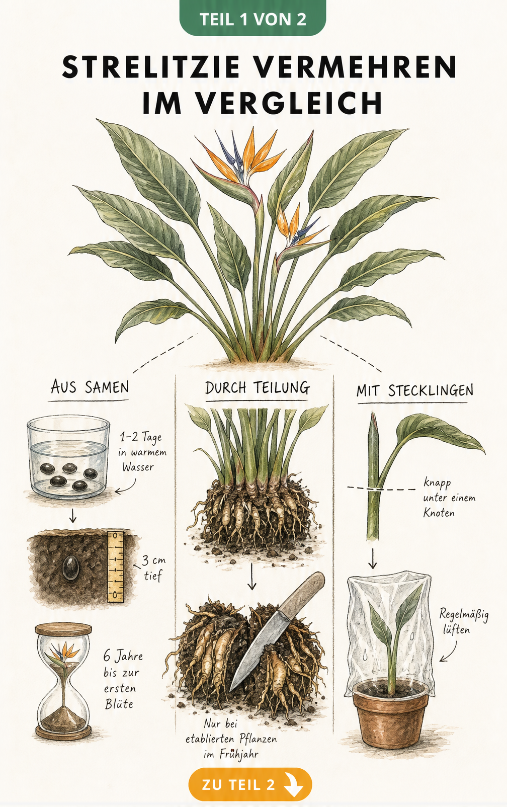 Botanische Illustration der drei Vermehrungsmethoden einer Strelitzie: Samen, Teilung und Stecklinge