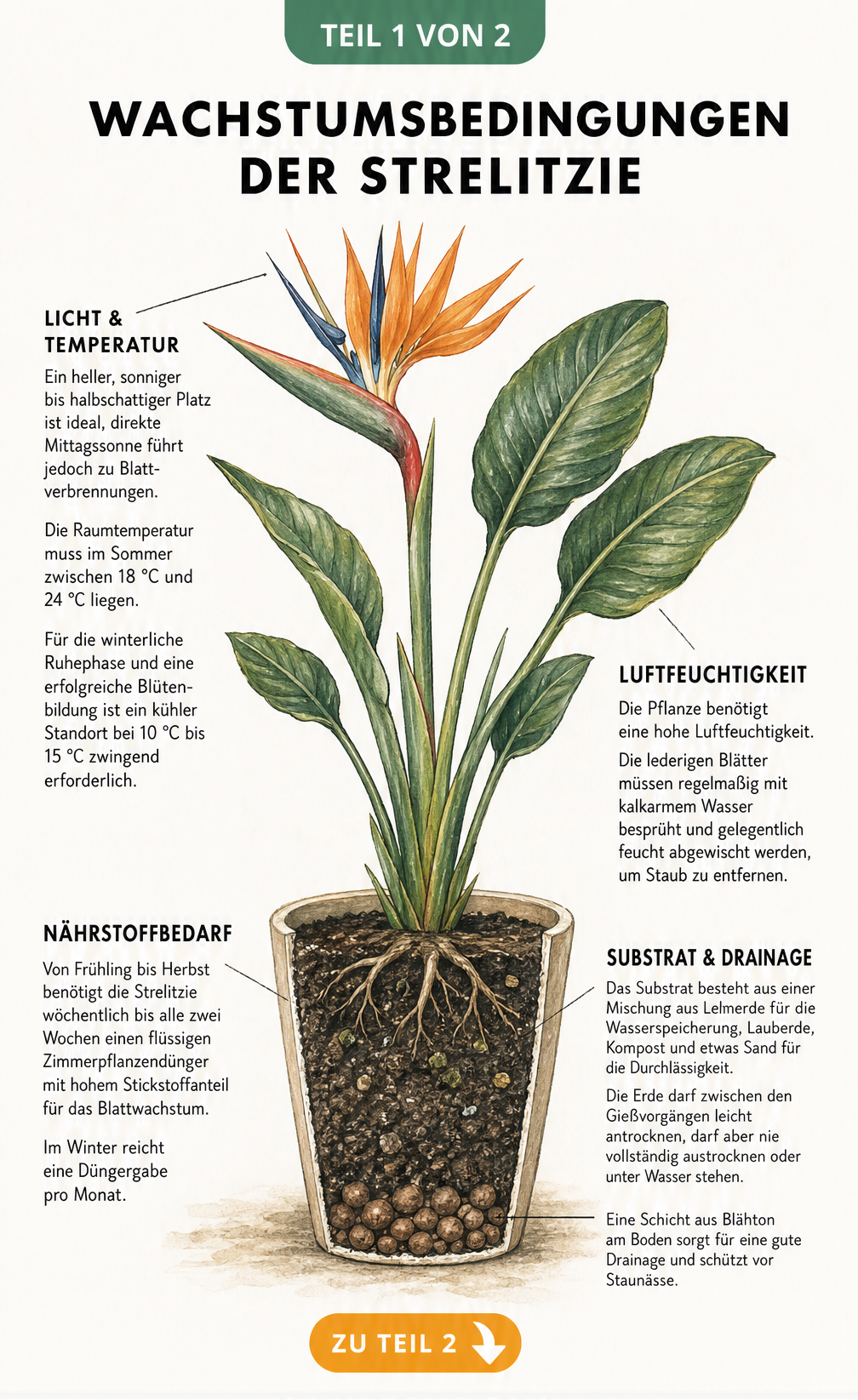 Botanische Illustration einer blühenden Königs-Strelitzie mit Hinweisen zu Standort, Temperatur, Luftfeuchtigkeit, Dünger und Bodenaufbau im Querschnitt.