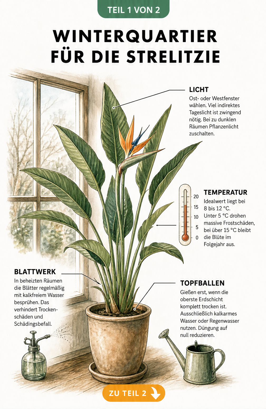 Botanische Illustration einer Strelitzie im Winterquartier am Fenster mit Hinweisen zu Temperatur, Licht und Gießen
