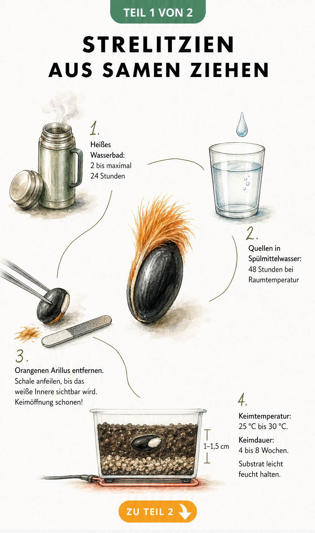 Botanische Illustration eines Strelitzien-Samens mit orangefarbenem Haarschopf und vier Vignetten zur Vorbehandlung und Aussaat.