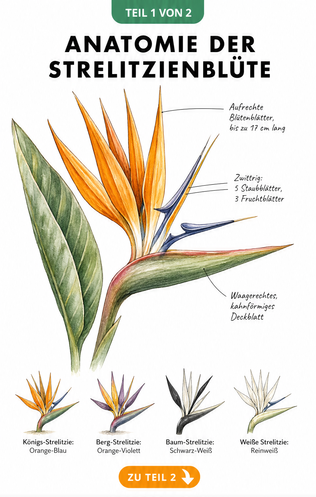 Botanische Illustration der Strelitzienblüte mit Aufbau und Farben der verschiedenen Arten