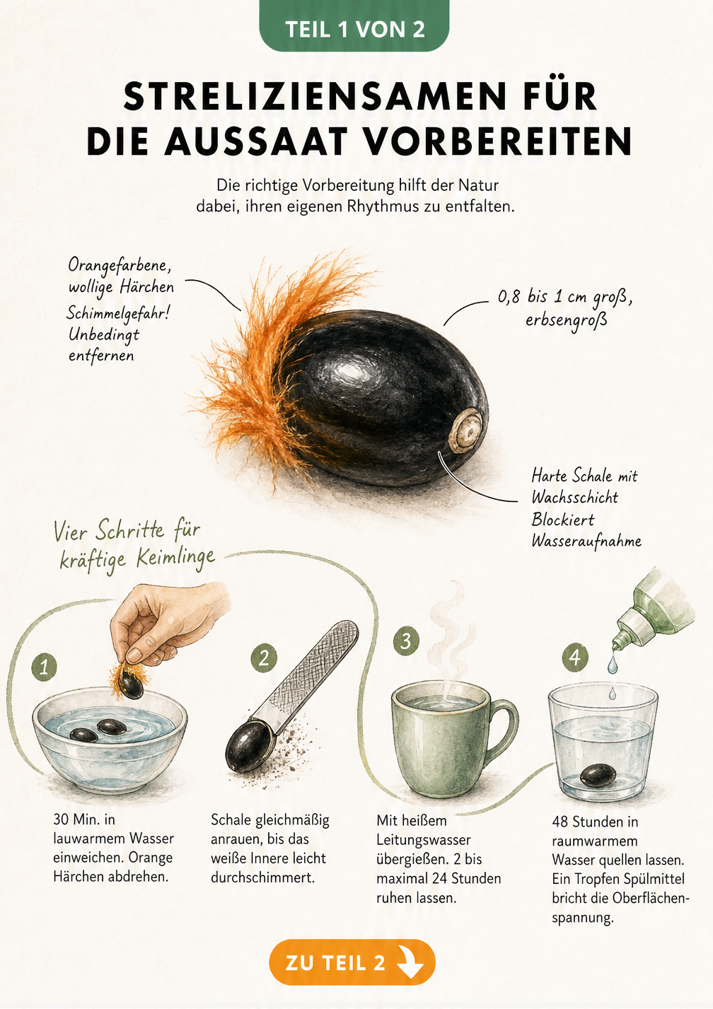 Illustration eines Streliziensamens und der vier Schritte zur Vorbereitung für die Aussaat