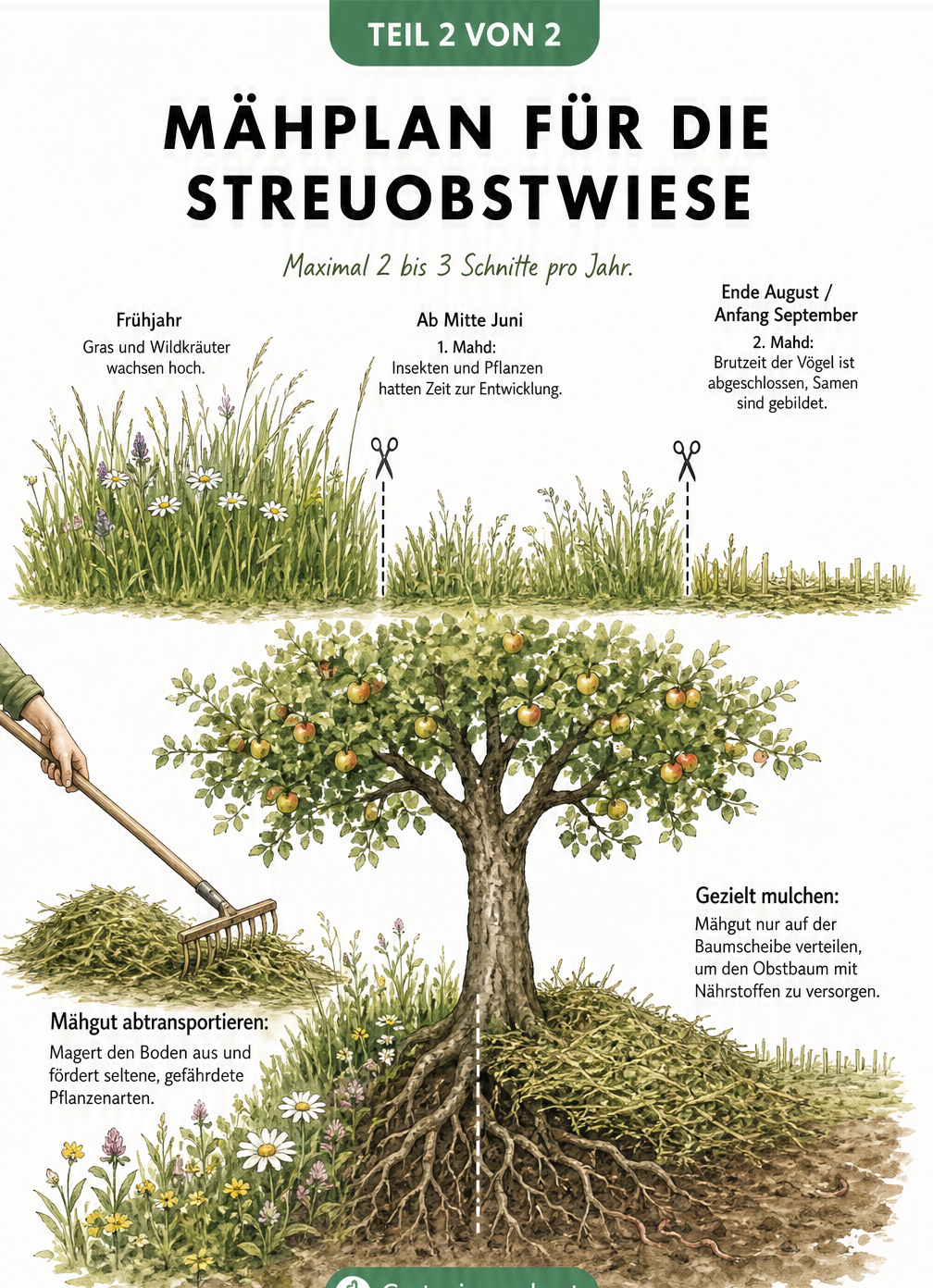 Mähplan für die Streuobstwiese mit Zeitstrahl für die Mahd im Juni und September sowie Tipps zum Umgang mit dem Mähgut