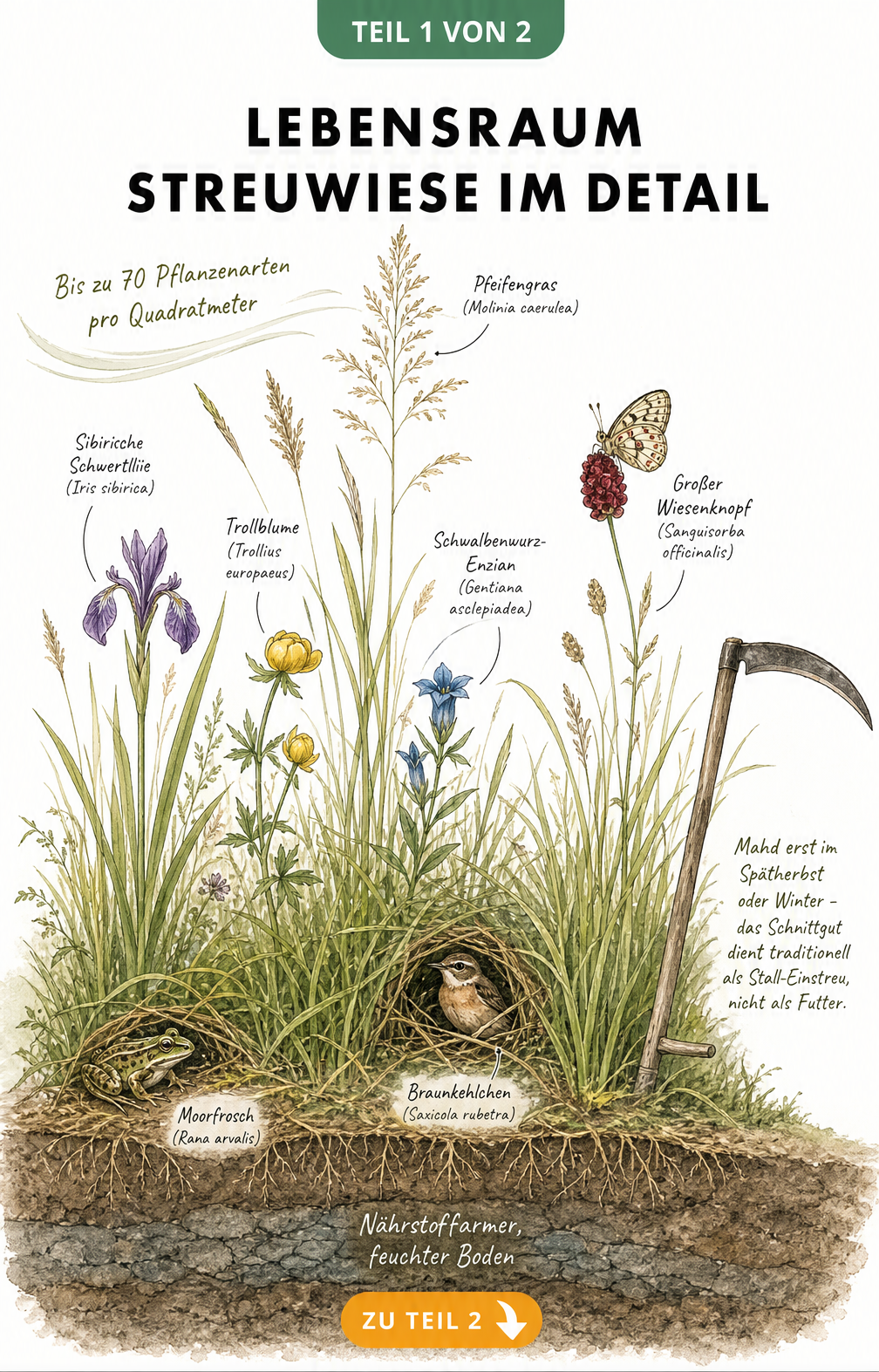 Querschnitt einer Streuwiese mit Pfeifengras, Schwertlilie, Moorfrosch und Bodenprofil