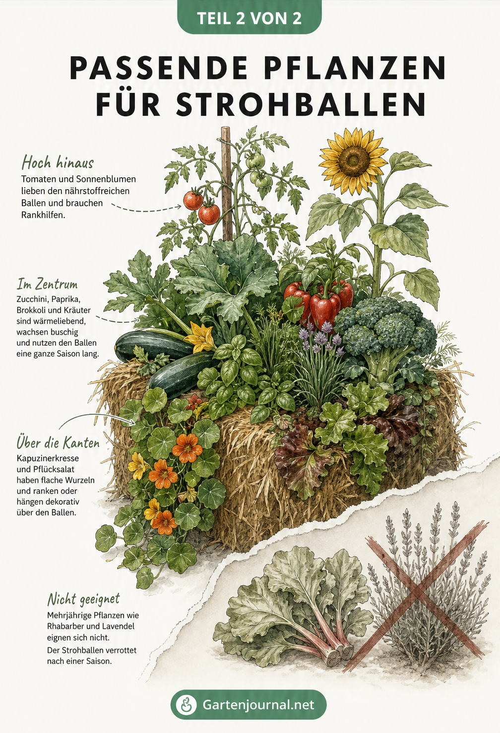 Illustration eines bepflanzten Strohballens mit Tomaten, Sonnenblumen, Zucchini, Paprika, Brokkoli und Kräutern