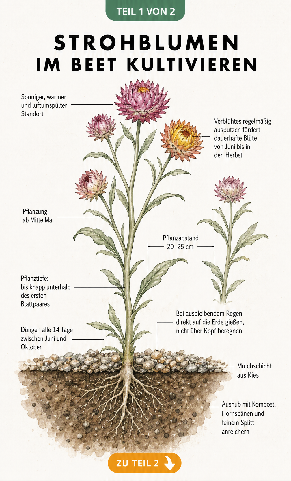 Botanische Illustration einer Strohblume im Beet mit Hinweisen zu Pflanzung, Standort und Pflege