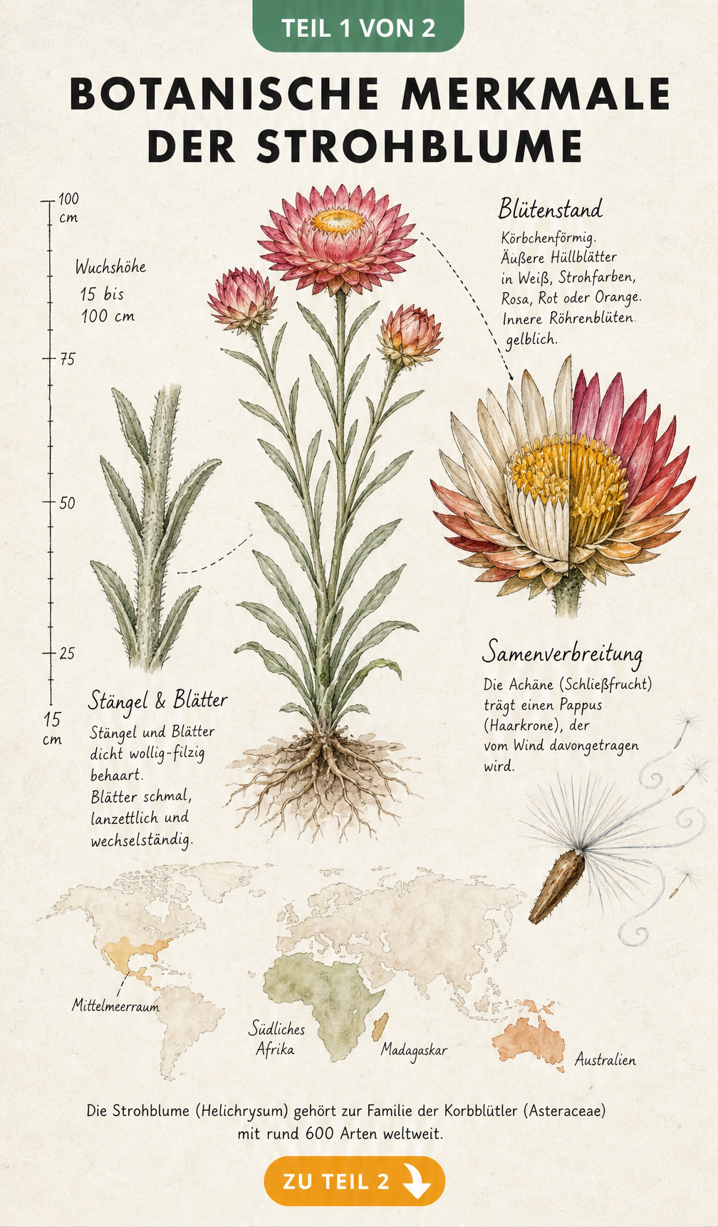 Botanische Illustration einer Strohblume mit Details zu Wuchshöhe, Stängel, Blättern, Blütenaufbau, Samen und Ursprungsregionen