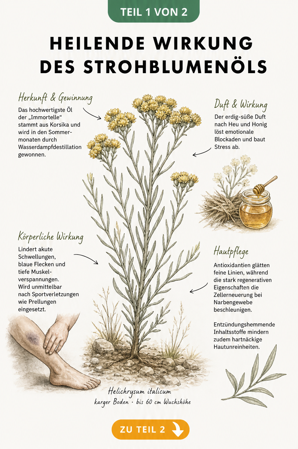 Botanische Illustration der Strohblume Helichrysum italicum mit Erklärungen zur Herkunft und heilenden Wirkung des Öls auf Haut und Muskeln