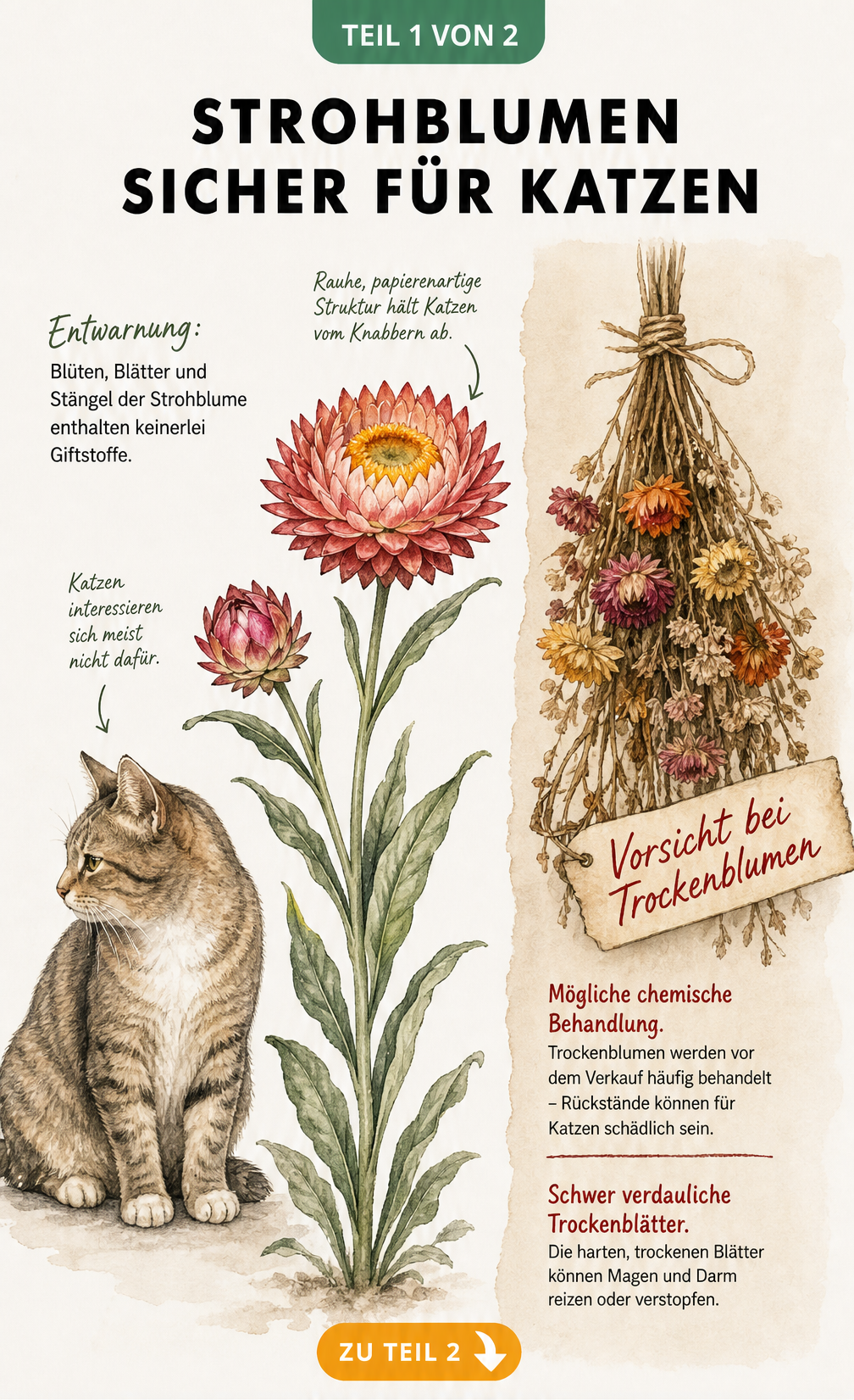 Aquarell-Illustration einer frischen Strohblume neben einer Katze mit dem Hinweis, dass die Pflanze ungiftig ist, sowie eine Warnung vor behandelten...
