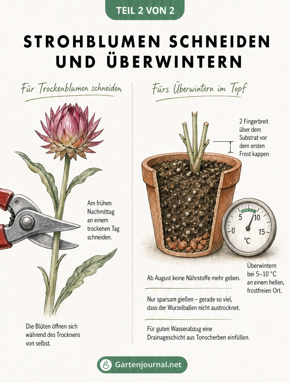 Illustration zum richtigen Schnitt von Strohblumen für Trockensträuße und zur Überwinterung im Topf