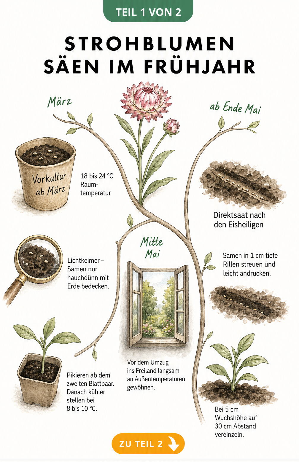 Aquarell-Illustration eines Zeitstrahls zur Aussaat von Strohblumen im Haus und Freiland