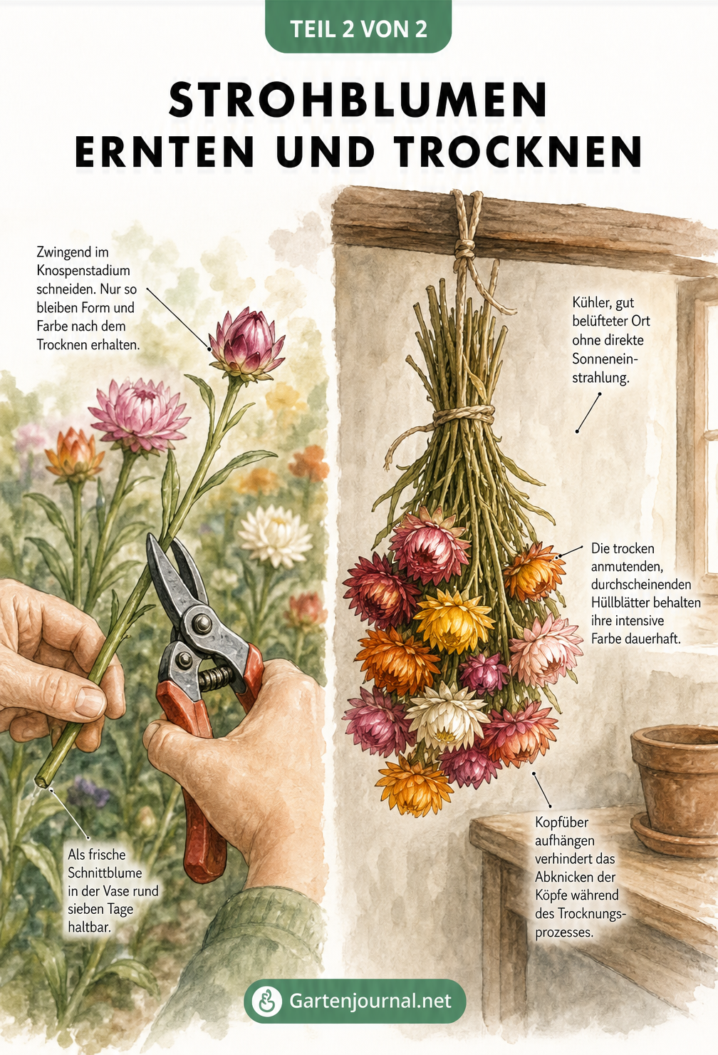 Illustration zum Ernten und Trocknen von Strohblumen: Links das Schneiden der Knospen im Garten, rechts das kopfüber hängende Trocknen im dunklen Raum.