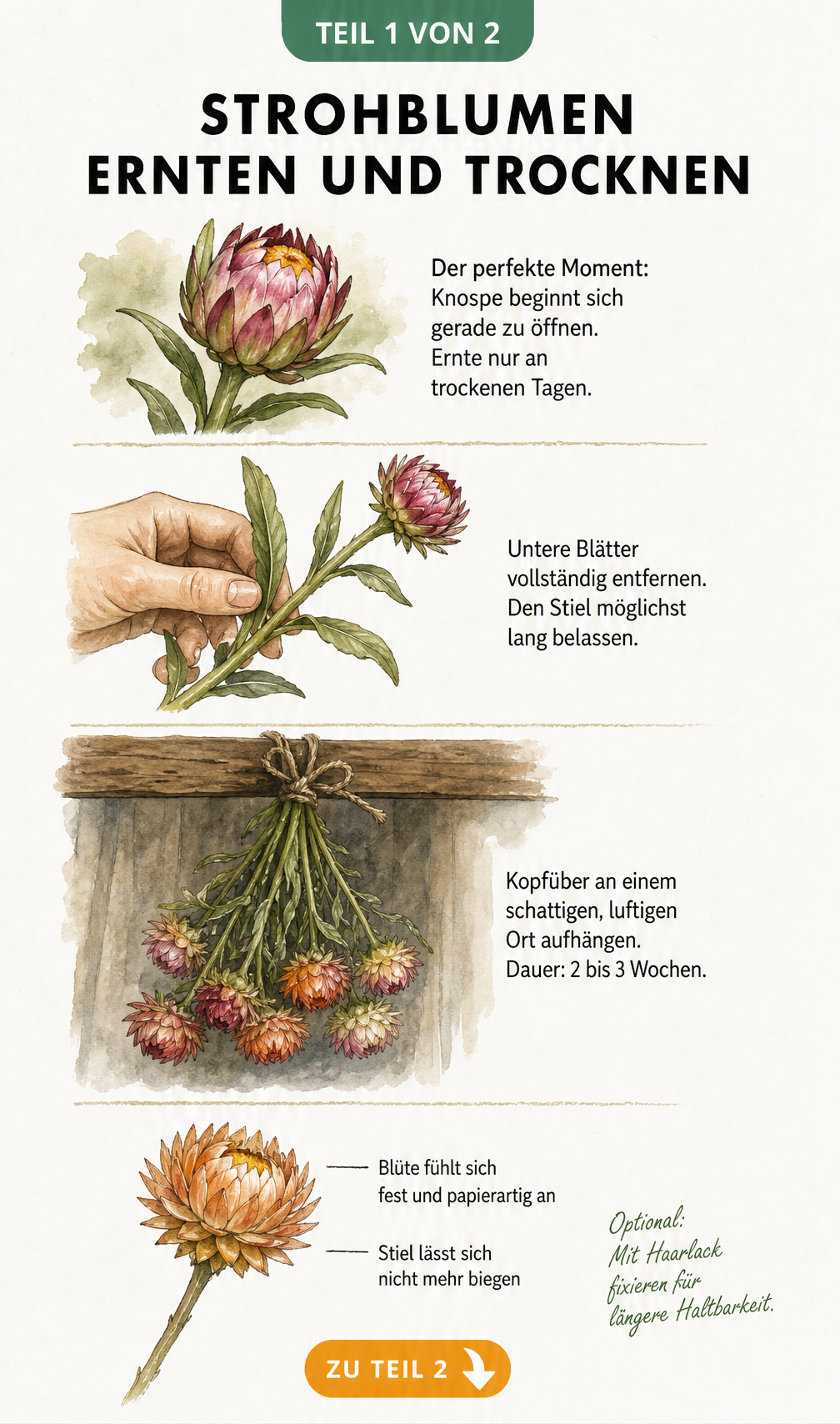 Illustration einer Strohblume von der Knospe bis zum getrockneten Bündel