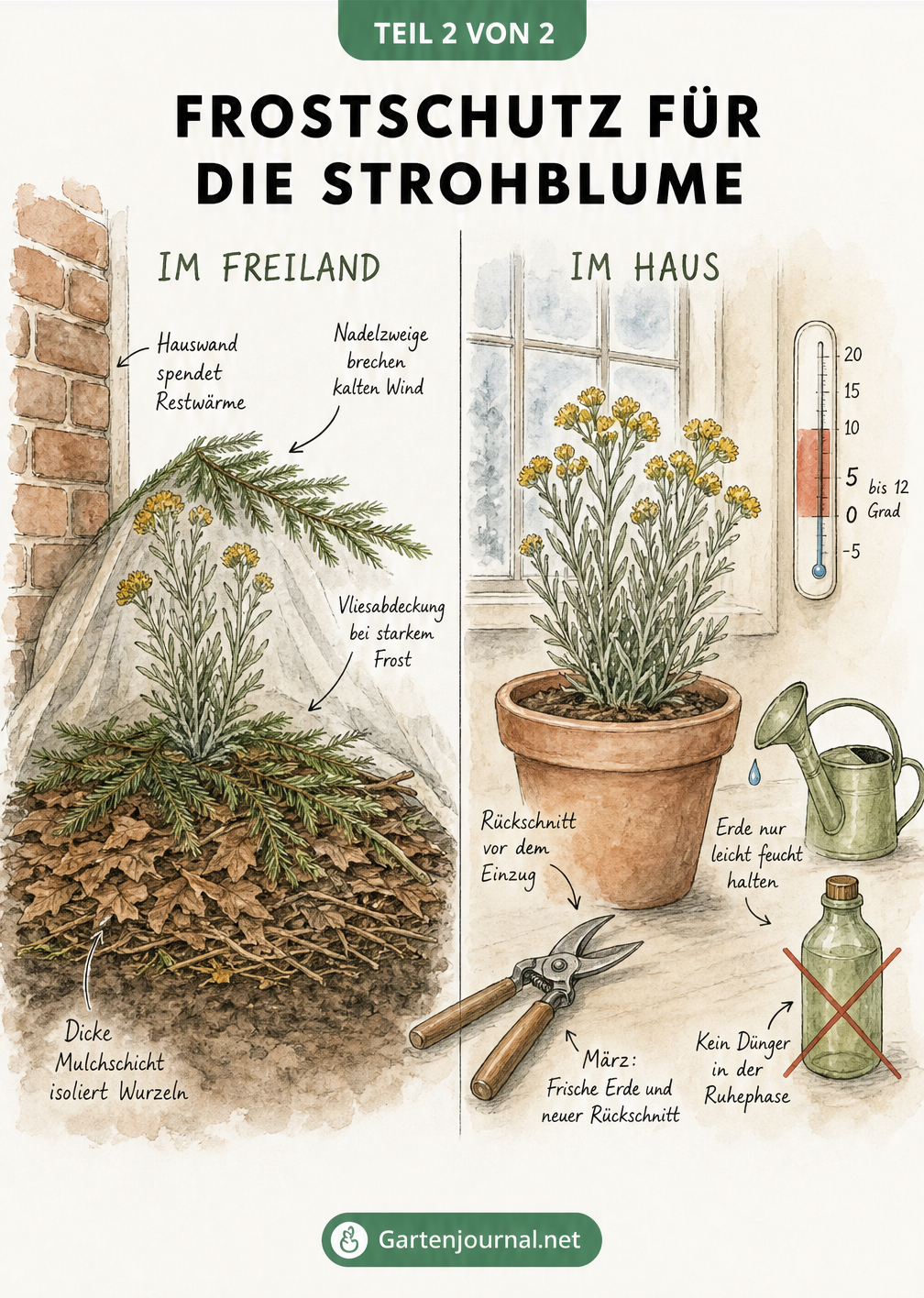 Schnittbild-Illustration zum Frostschutz für Strohblumen im Freiland und im Topf