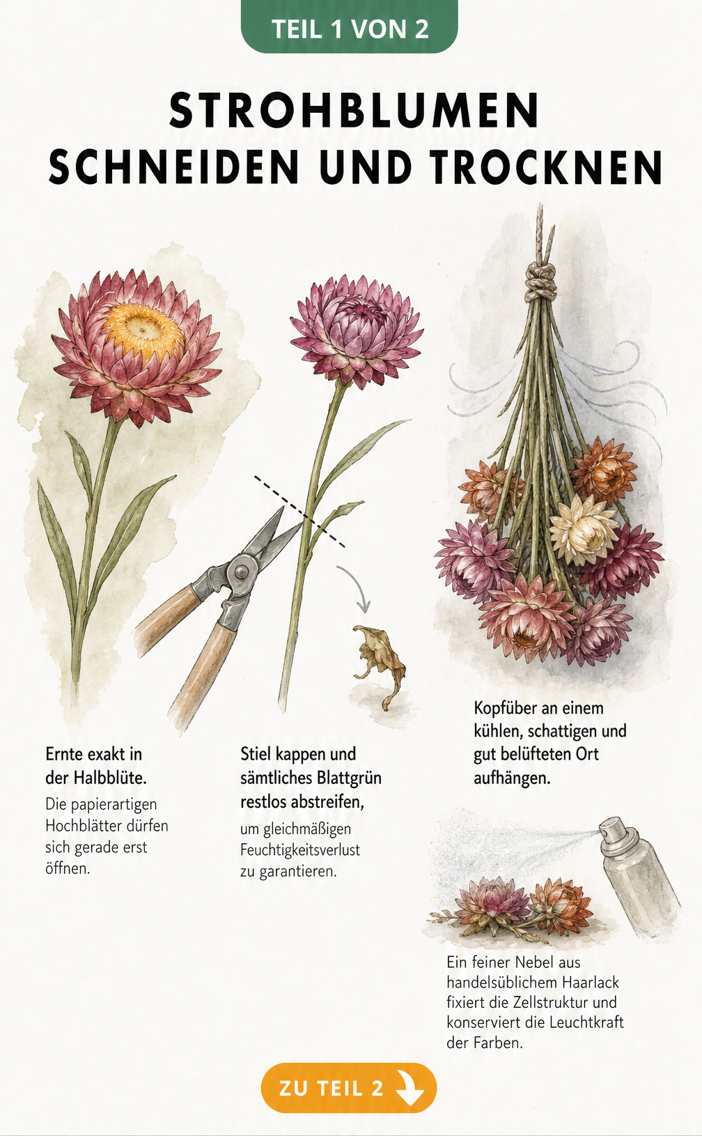 Illustration zum Schneiden und Trocknen von Strohblumen in der Halbblüte