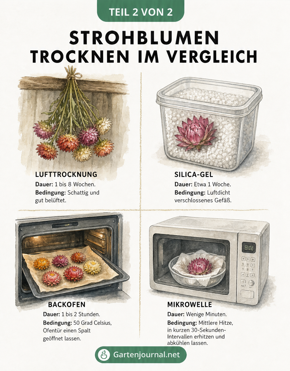 Vergleich von vier Methoden zum Trocknen von Strohblumen: Luft, Silica-Gel, Backofen und Mikrowelle