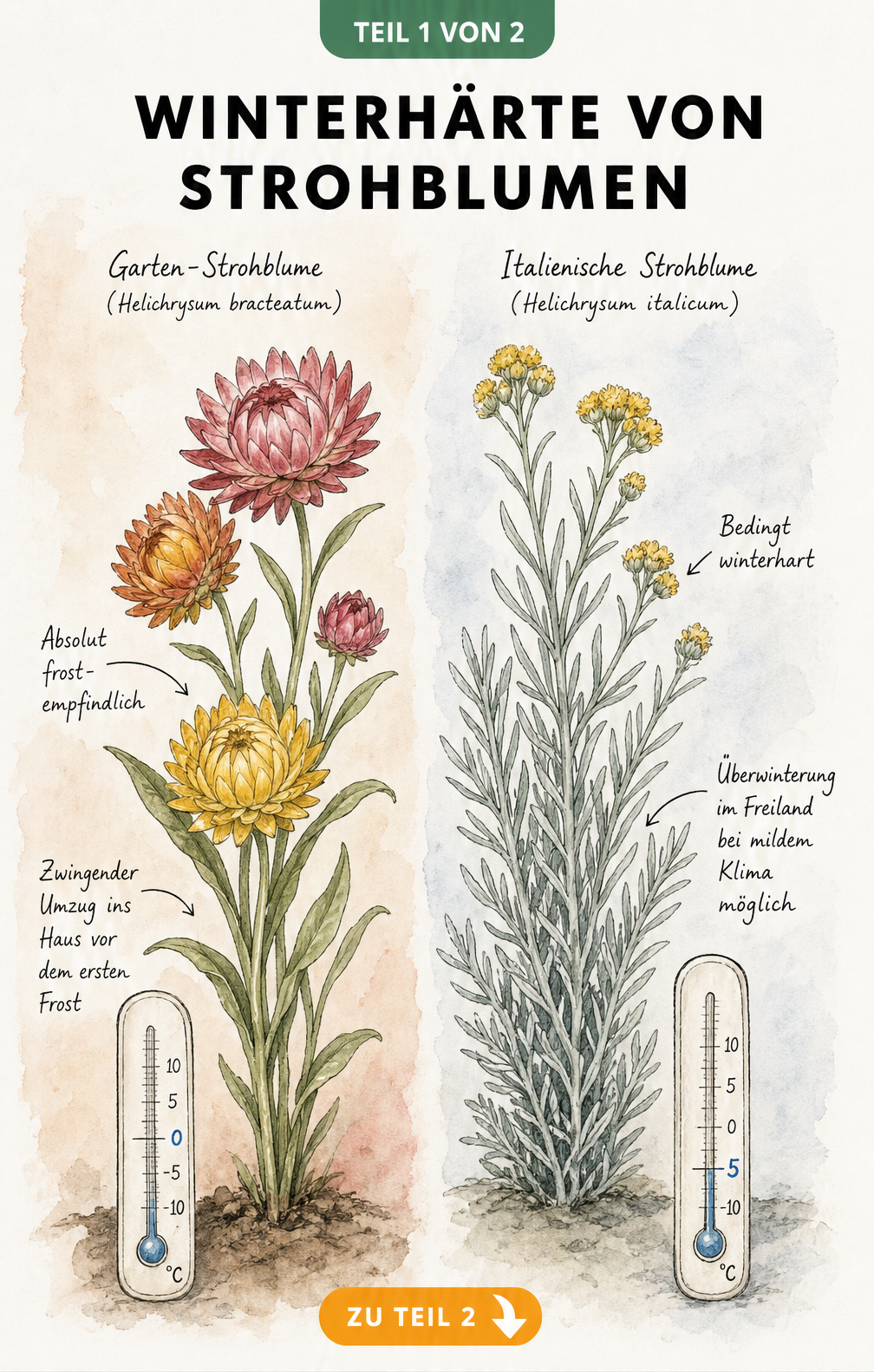 Botanische Illustration der Winterhärte von Strohblumen mit Vergleich von Garten-Strohblume und Italienischer Strohblume