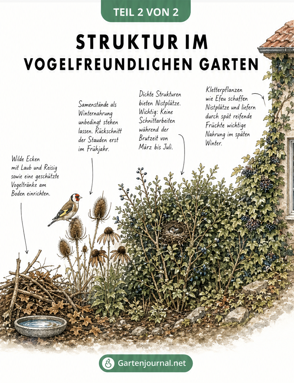 Schnittzeichnung eines vogelfreundlichen Gartens mit Laub, Stauden, Hecke und Efeu