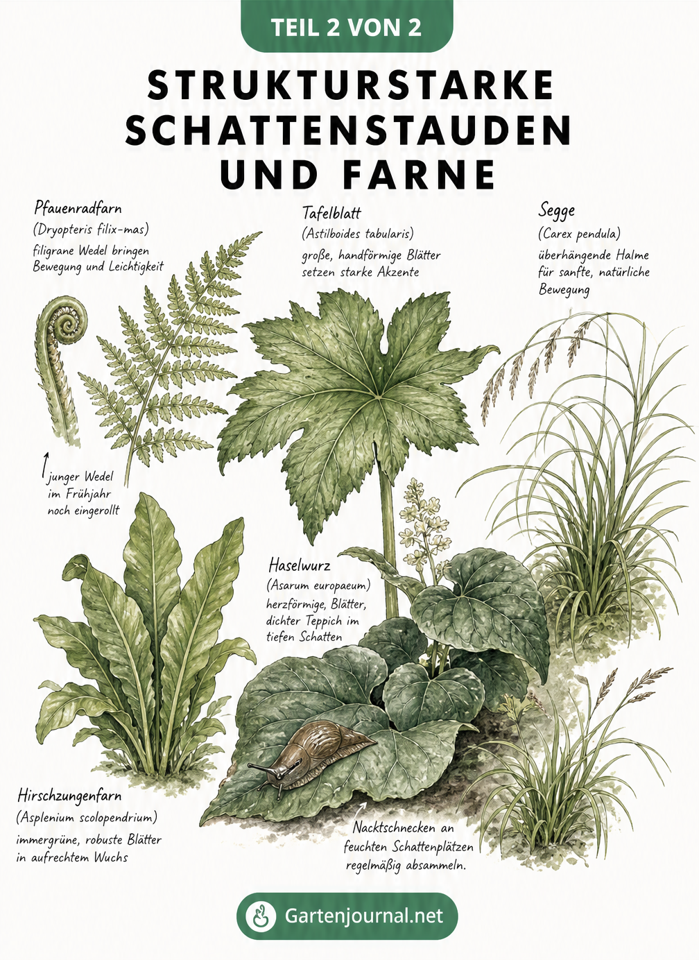 Botanische Lehrtafel mit strukturstarken Schattenstauden und Farnen wie Pfauenradfarn, Hirschzungenfarn, Tafelblatt, Haselwurz und Segge