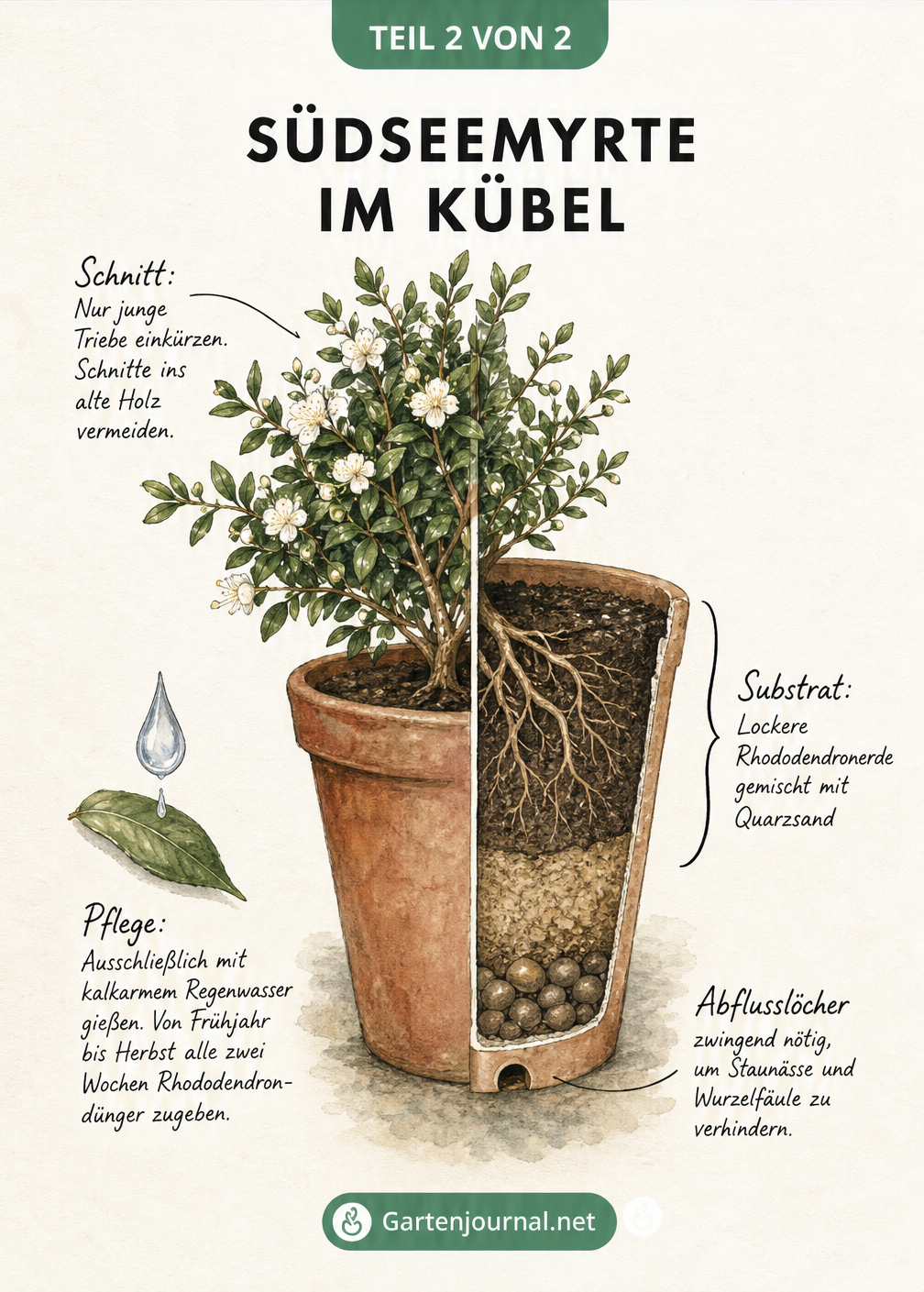 Botanische Illustration der Südseemyrte im Kübel mit Querschnitt durch die Erdschichten und Pflegetipps