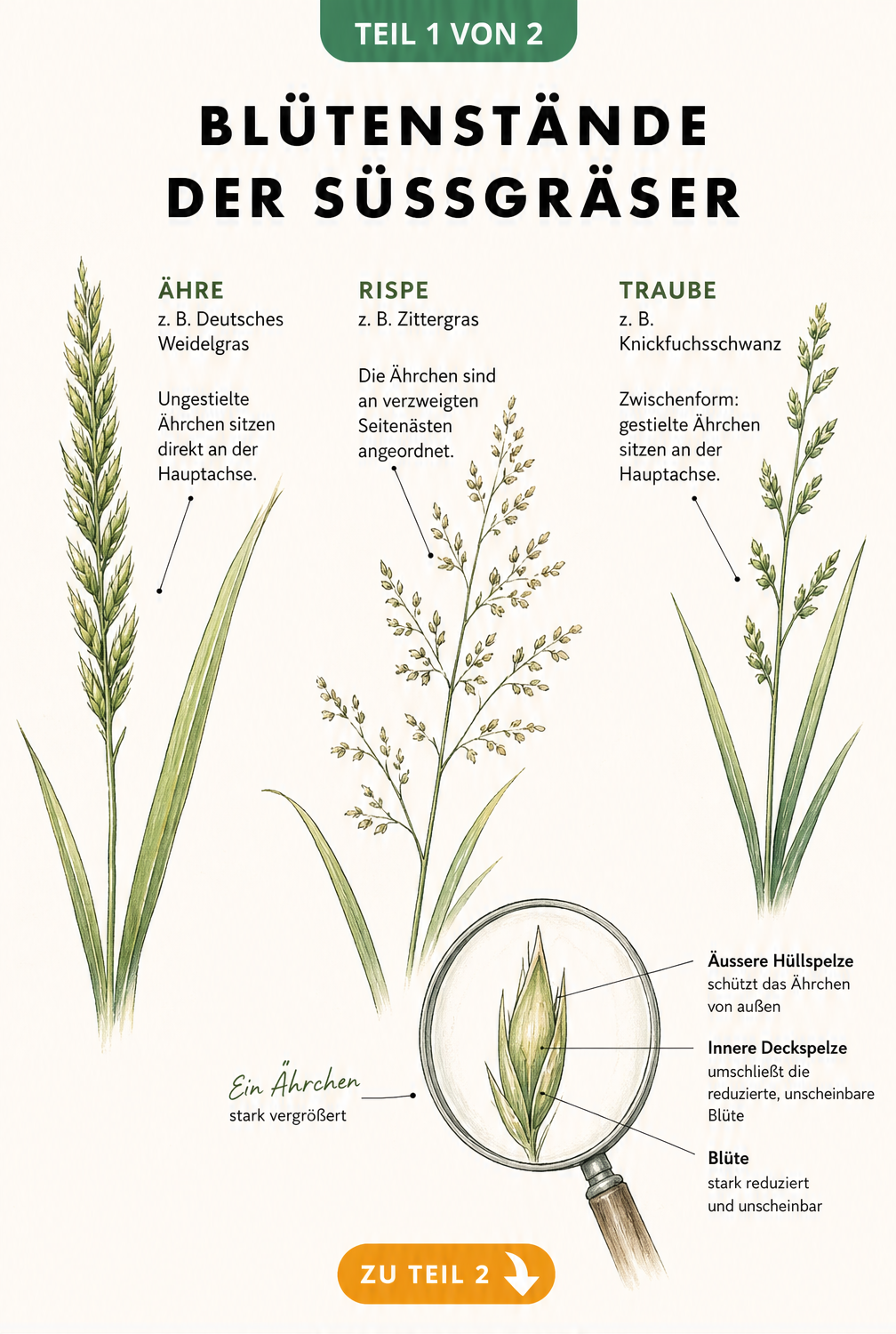 Botanische Zeichnung der Blütenstände von Süßgräsern: Ähre, Rispe und Traube im Vergleich mit Detailansicht eines Ährchens