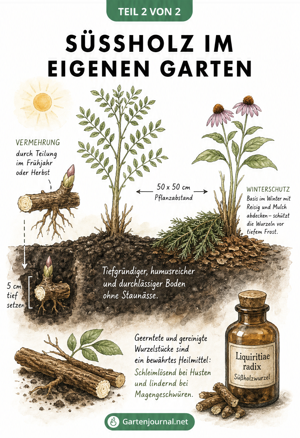Querschnitt eines Gartenbeets mit einer Süßholz-Pflanze, das Pflanzabstand, Bodenbeschaffenheit, Vermehrung und Winterschutz zeigt