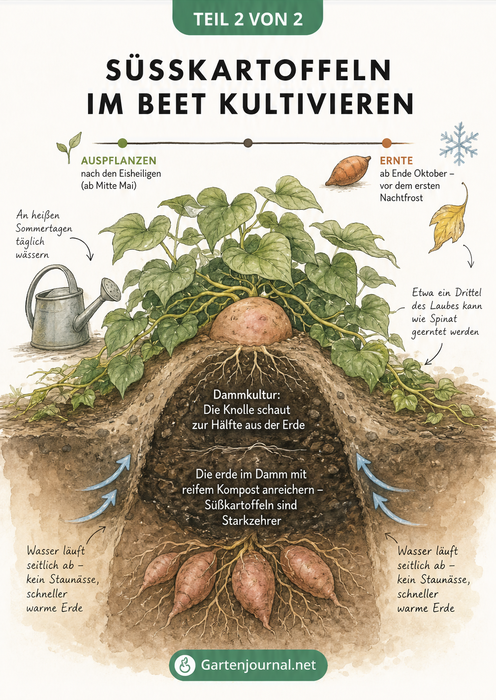 Querschnitt eines Gartenbeets mit einer Süßkartoffel in Dammkultur, umgeben von Kompost und erntereifem Laub.