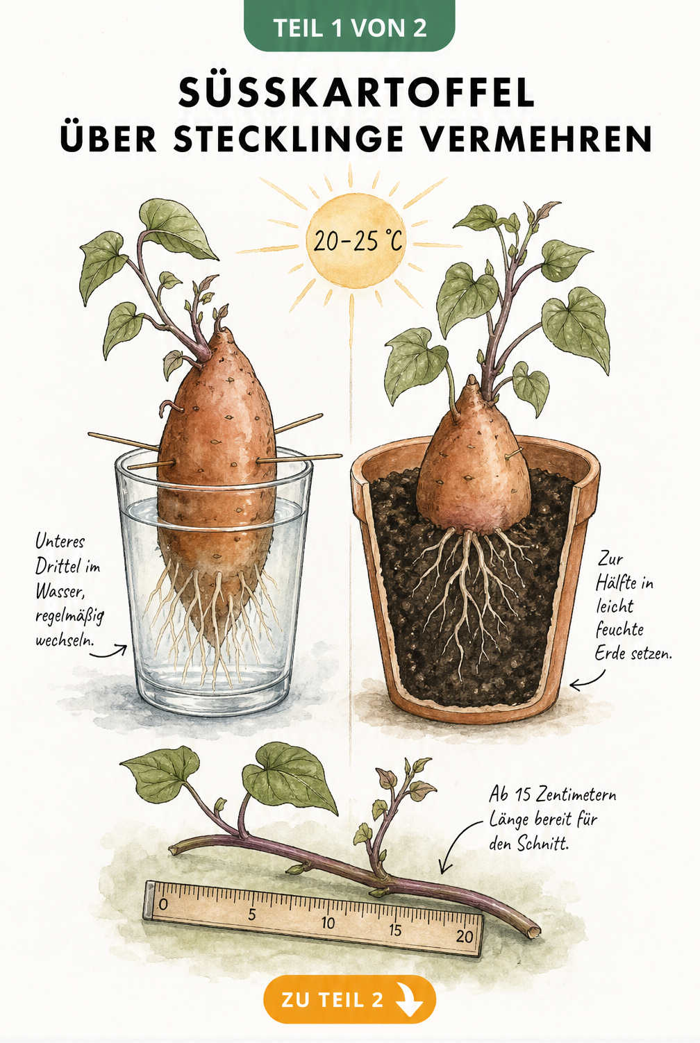 Illustration von zwei Methoden zum Austrieb einer Süßkartoffel: im Wasserglas und in einem Topf mit Erde