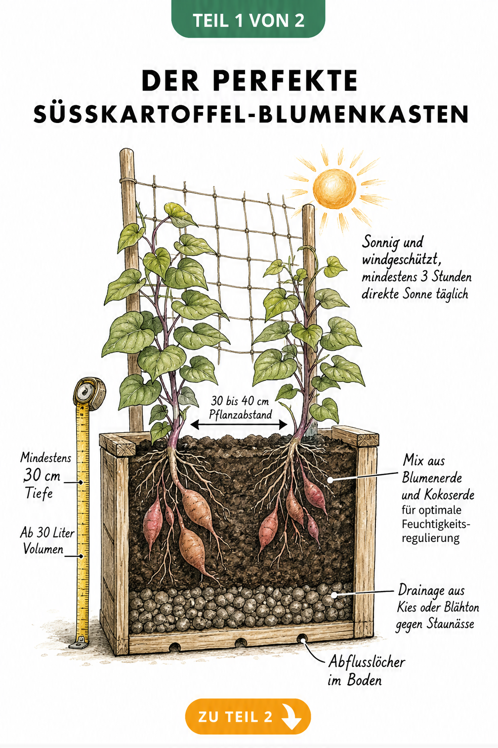 Querschnitt eines bepflanzten Blumenkastens mit Süßkartoffeln, der die richtige Tiefe, Drainage und das Substrat zeigt