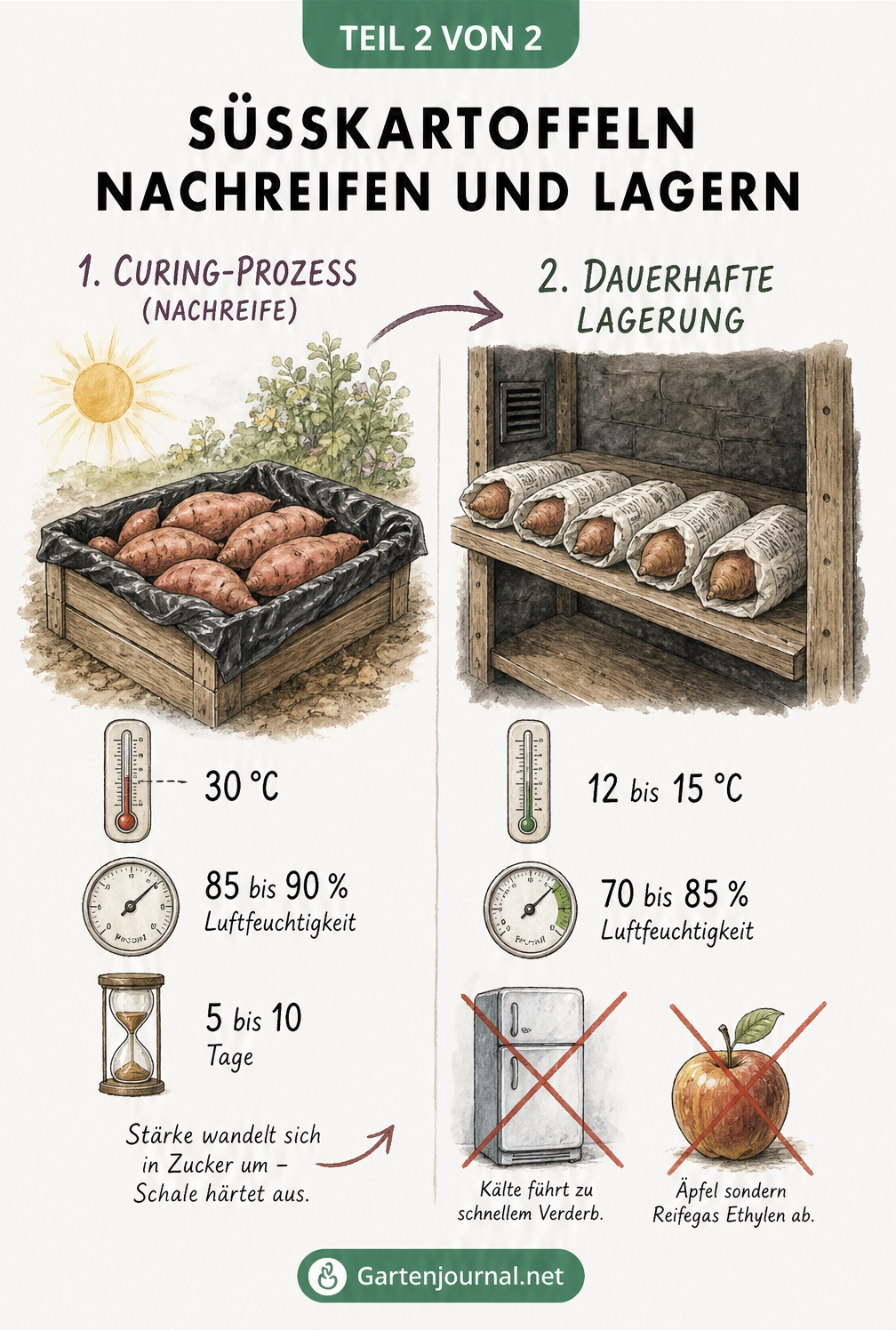 Gegenüberstellung von Curing-Prozess in einer Holzkiste bei 30 Grad und dauerhafter Lagerung im Kellerregal bei 12 bis 15 Grad.