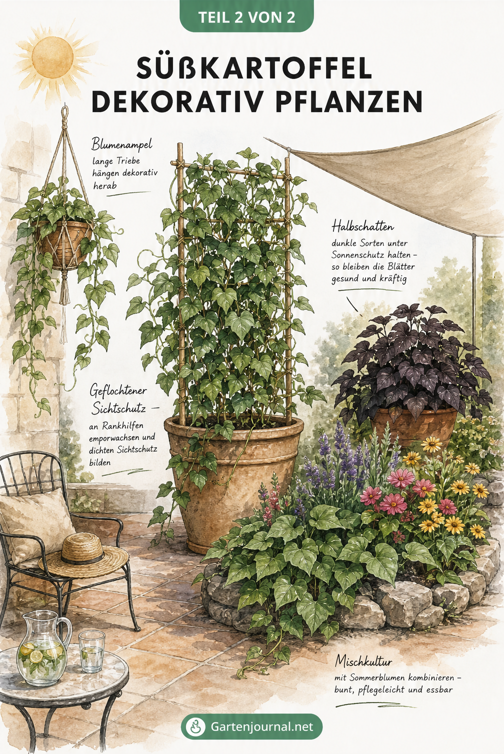 Illustration verschiedener Gestaltungsideen für Süßkartoffeln in Blumenampel, am Spalier und im Beet