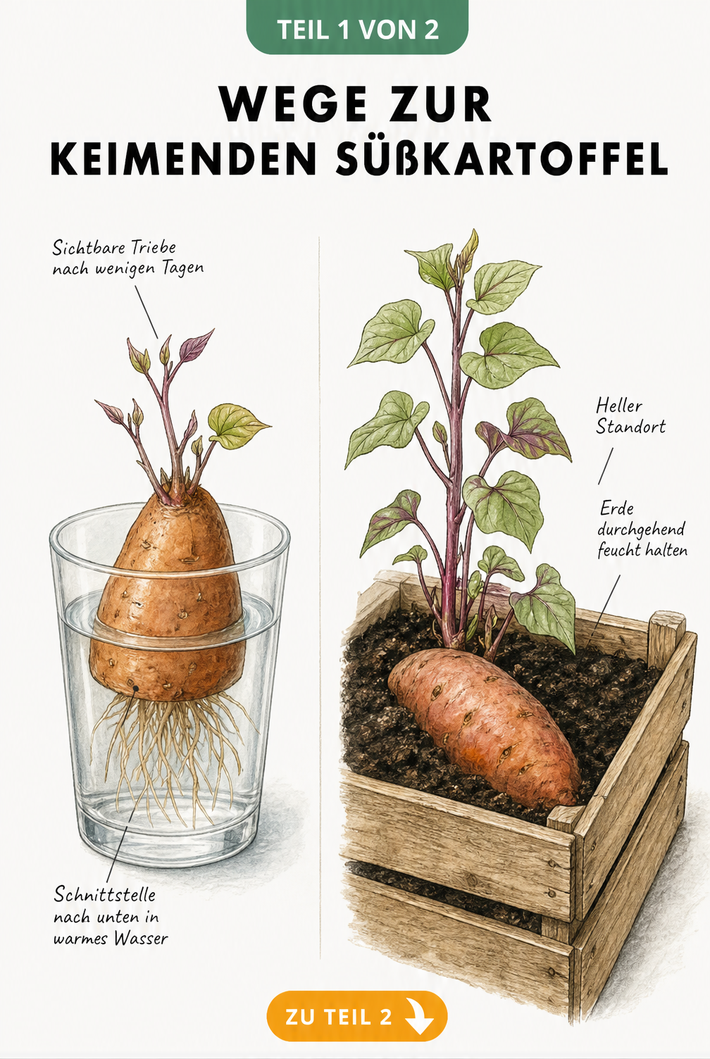 Illustration einer Süßkartoffel, die im Wasserglas und in der Erde keimt
