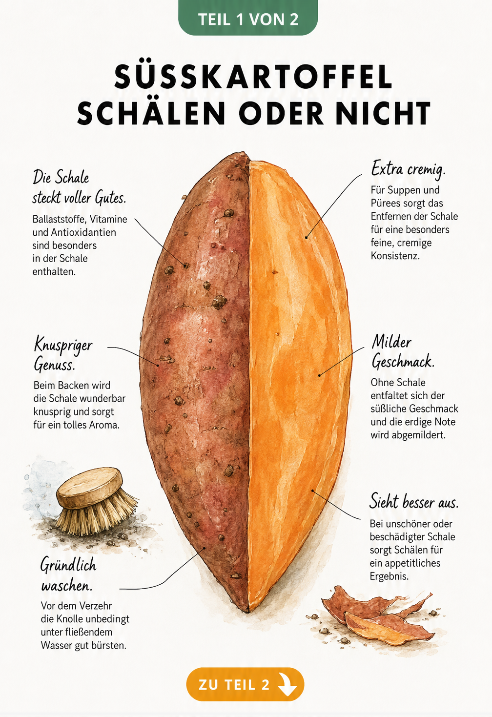 Botanische Illustration einer halbierten Süßkartoffel, die die Vorteile von Schale und Fruchtfleisch zeigt