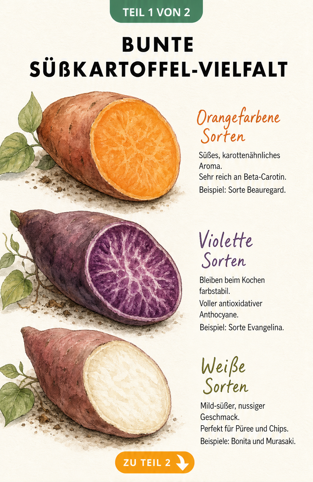 Illustration von drei halbierten Süßkartoffeln in den Farben Orange, Violett und Weiß mit Beschreibung von Geschmack und Inhaltsstoffen