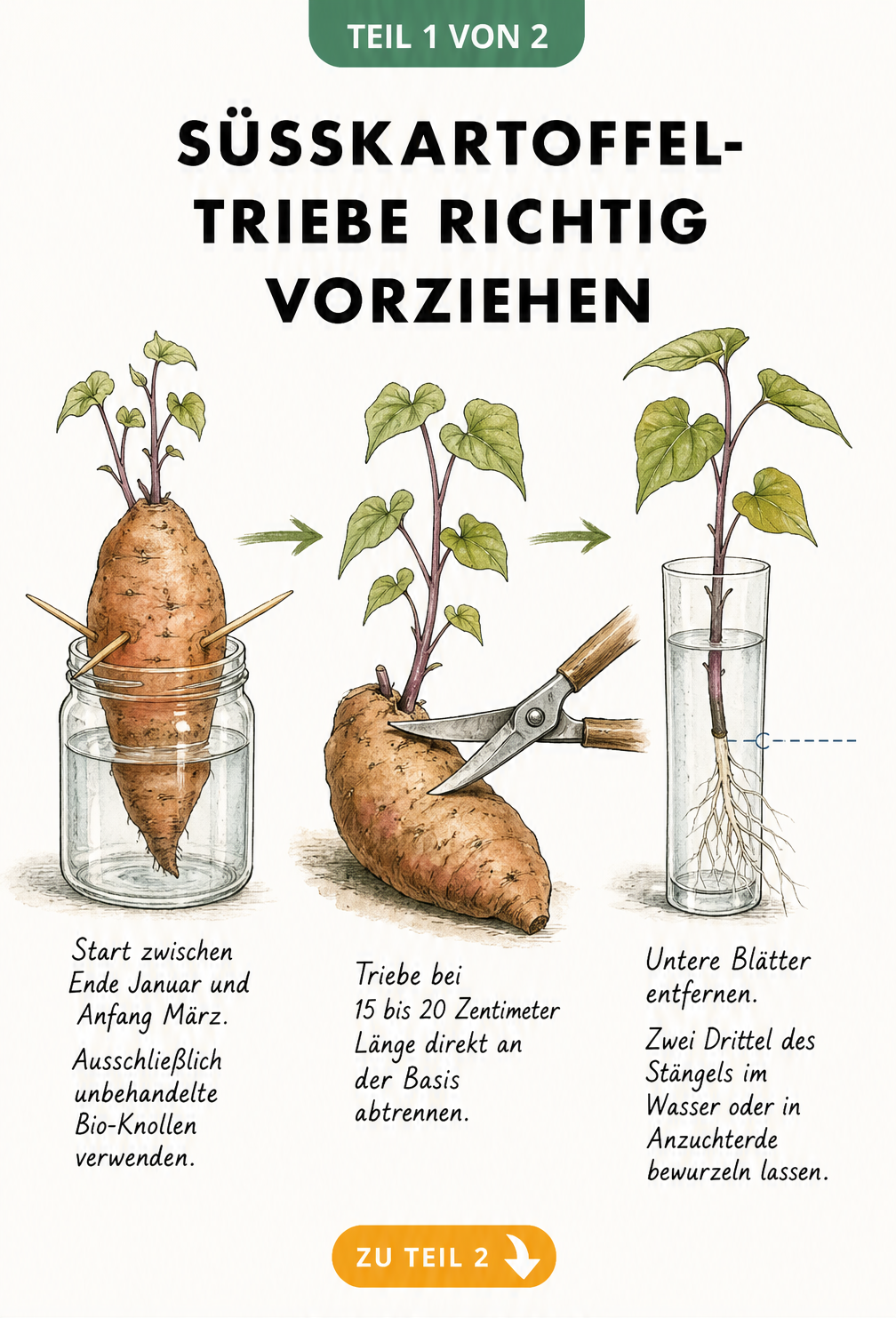 Botanische Illustration: Süßkartoffel-Triebe im Wasserglas vorziehen und als Steckling bewurzeln